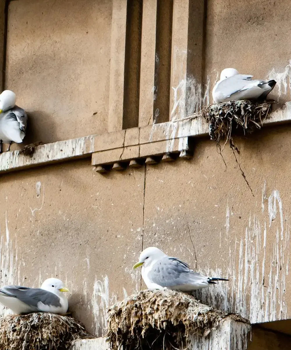 Birds Control Service