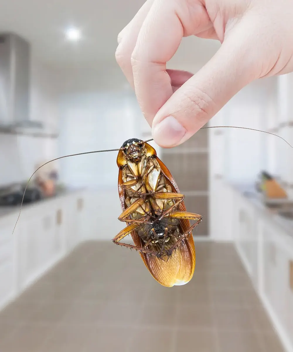 Cockroaches Free KitchenGuaranteed