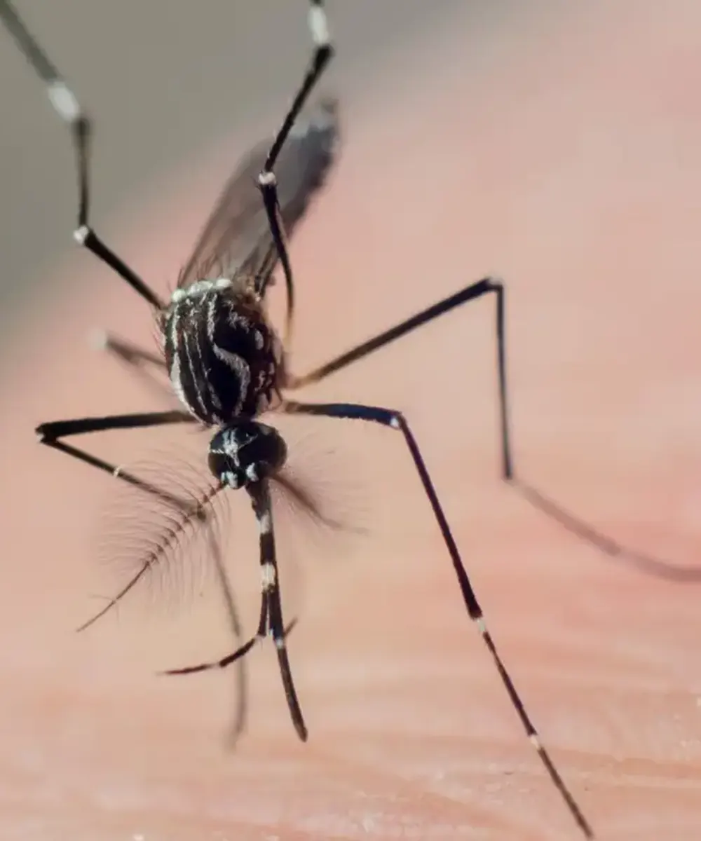 Mosquito Control Service