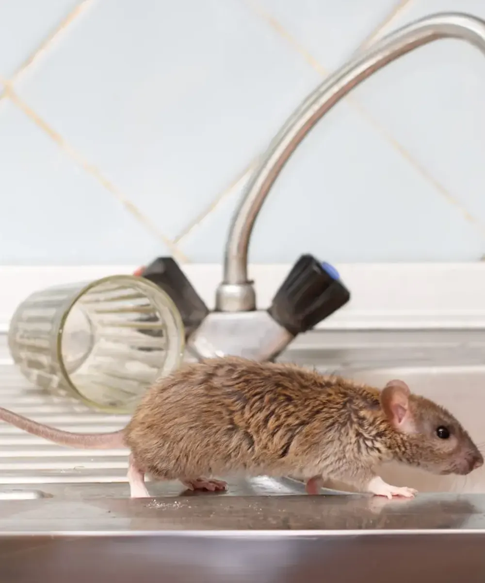 Get Rid of Mouse & Rats