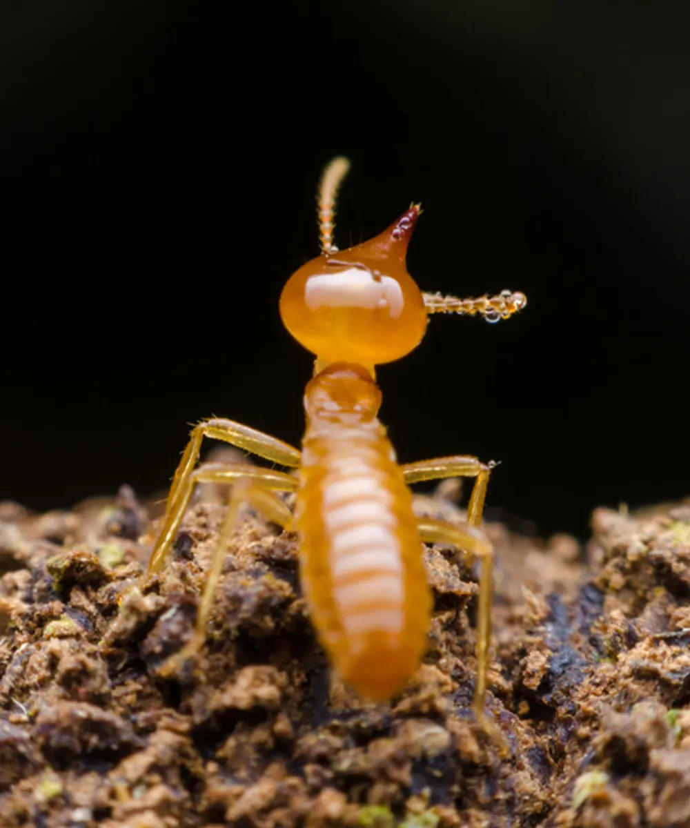 Termites Control Service